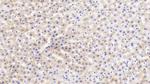 HRG Antibody in Immunohistochemistry (Paraffin) (IHC (P))