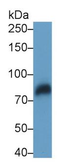 LRP1 Antibody in Western Blot (WB)