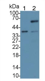 CDX2 Antibody in Western Blot (WB)