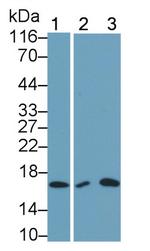 IL-5 Antibody in Western Blot (WB)