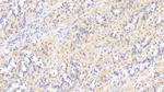 MMP7 Antibody in Immunohistochemistry (Paraffin) (IHC (P))