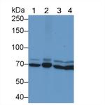 HSPA1B Antibody in Western Blot (WB)