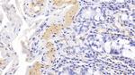 alpha-Cardiac Actin Antibody in Immunohistochemistry (Paraffin) (IHC (P))