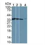 Calponin 2 Antibody in Western Blot (WB)