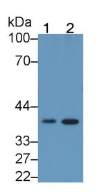 Follistatin Antibody in Western Blot (WB)