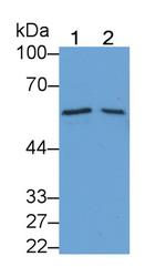 BMP6 Antibody in Western Blot (WB)