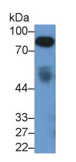 Afamin Antibody in Western Blot (WB)