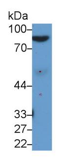 Afamin Antibody in Western Blot (WB)