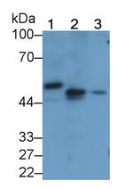 PAI1 Antibody in Western Blot (WB)