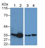 Caspase 6 Antibody in Western Blot (WB)