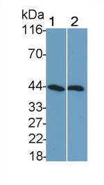 SHBG Antibody in Western Blot (WB)