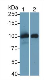 Thrombomodulin Antibody in Western Blot (WB)