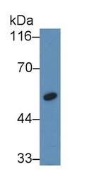 Factor IX Antibody in Western Blot (WB)