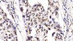 HDAC1 Antibody in Immunohistochemistry (Paraffin) (IHC (P))