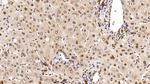 HDAC1 Antibody in Immunohistochemistry (Paraffin) (IHC (P))