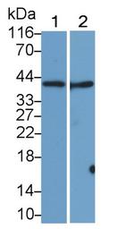 SIGLEC7 Antibody in Western Blot (WB)