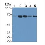 TMPRSS2 Antibody in Western Blot (WB)