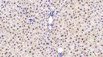 COMT Antibody in Immunohistochemistry (Paraffin) (IHC (P))