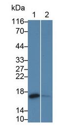 CRABP2 Antibody in Western Blot (WB)