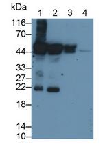 Cytokeratin 20 Antibody in Western Blot (WB)