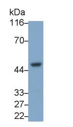 CXCR2 Antibody in Western Blot (WB)