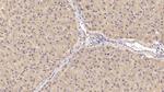 ACVR2A Antibody in Immunohistochemistry (Paraffin) (IHC (P))