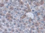 ORM1 Antibody in Immunohistochemistry (Paraffin) (IHC (P))