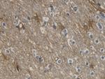 Aquaporin 4 Antibody in Immunohistochemistry (Paraffin) (IHC (P))