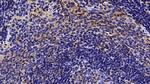 CCL3 Antibody in Immunohistochemistry (Paraffin) (IHC (P))