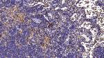 CCL3 Antibody in Immunohistochemistry (Paraffin) (IHC (P))