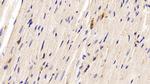 CCL3 Antibody in Immunohistochemistry (Paraffin) (IHC (P))