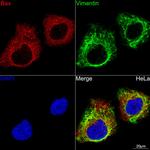 Bax Antibody in Immunocytochemistry (ICC/IF)