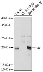 Bax Antibody in Immunoprecipitation (IP)