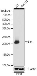 Bax Antibody in Western Blot (WB)