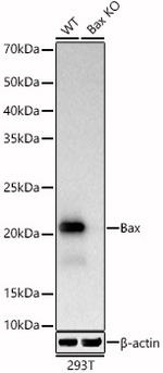 Bax Antibody in Western Blot (WB)