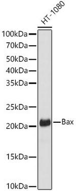 Bax Antibody in Western Blot (WB)