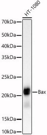 Bax Antibody in Western Blot (WB)