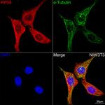 S6 Antibody in Immunocytochemistry (ICC/IF)