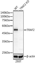 TRAF2 Antibody in Western Blot (WB)