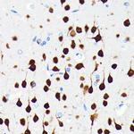 NeuN Antibody in Immunohistochemistry (Paraffin) (IHC (P))