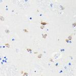 NeuN Antibody in Immunohistochemistry (Paraffin) (IHC (P))