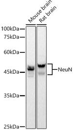 NeuN Antibody in Western Blot (WB)