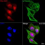 AKT Pan Antibody in Immunocytochemistry (ICC/IF)