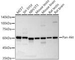 AKT Pan Antibody in Western Blot (WB)