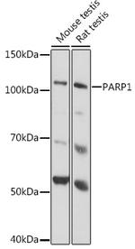 PARP1 Antibody in Western Blot (WB)