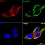 Beclin 1 Antibody in Immunocytochemistry (ICC/IF)