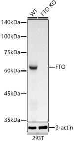 FTO Antibody in Western Blot (WB)