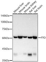 FTO Antibody in Western Blot (WB)