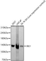 IRE1 alpha Antibody in Western Blot (WB)