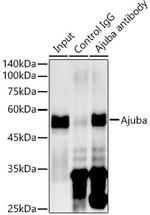 AJUBA Antibody in Immunoprecipitation (IP)